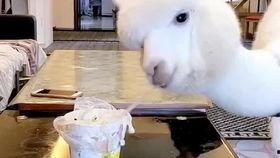 小羊驼吃瓜的视频大全播放,萌宠欢乐时光