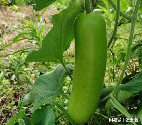 什么瓜只能晚上吃呢视频,为何“某种瓜”只能晚上吃？