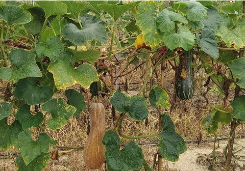 上安村吃瓜视频哪里看