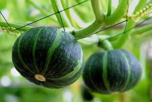 云兰吃瓜视频在哪里看,揭秘热门视频平台