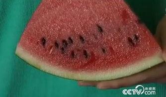 小怡吃瓜不吐籽视频,揭秘瓜界奇闻趣事