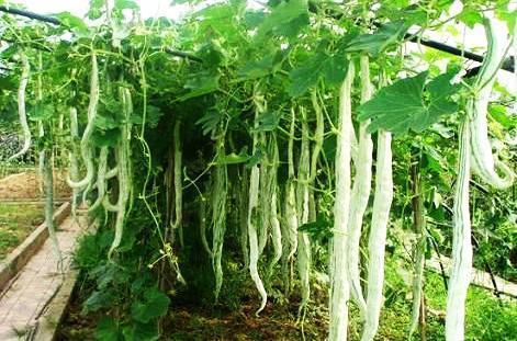 吃蛇瓜搞笑视频下载,笑料横生，下载分享欢乐无限