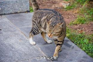 吃瓜群众看猫咪打架视频,吃瓜群众围观萌宠“武林争霸”