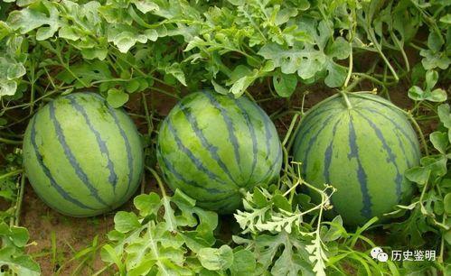 边吃瓜边做手工视频讲解