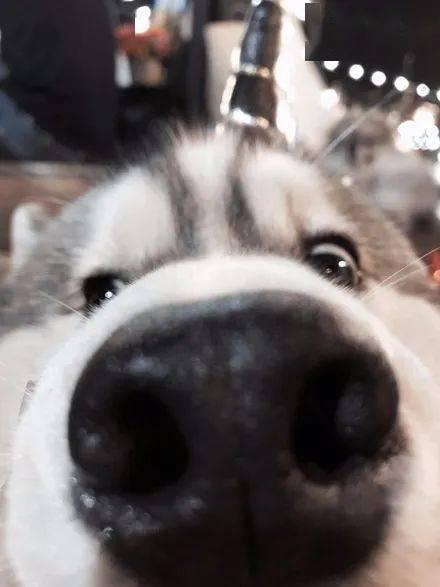 惊喜二哈吃瓜群众视频,萌宠惊喜瞬间，网友直呼可爱爆表