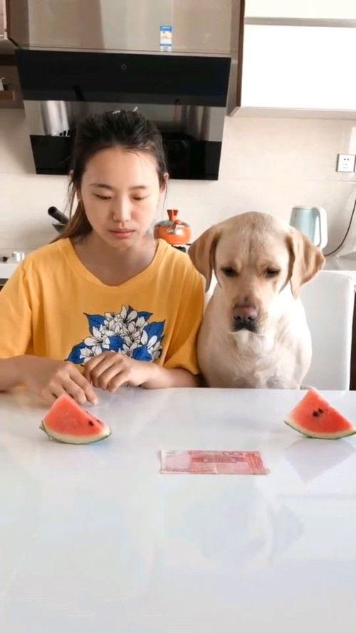 小猫吃瓜比赛视频大全,小猫吃瓜比赛视频大全集锦