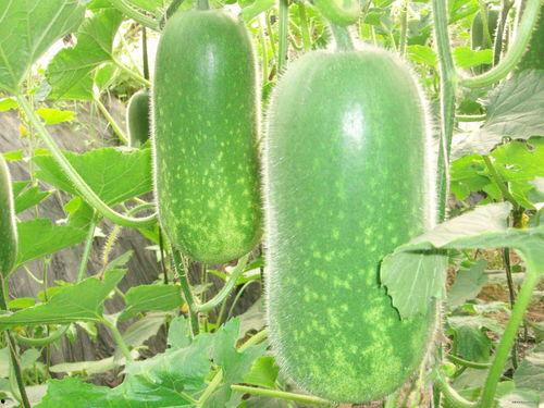 憨豆妹吃哈密瓜视频大全,欢乐视频大盘点